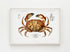 Light Wood Framed Dungeness Crab Vintage Illustration Wall Art Print
